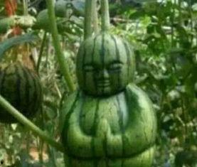 阳江网红吃瓜事件真相,揭秘背后真相与网络舆论的反思