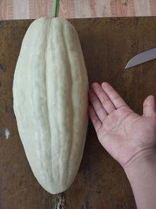 吃瓜网有病毒吗,安全上网，警惕病毒侵袭