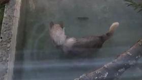 官狼吃瓜网,揭秘娱乐圈幕后真相，带你领略明星生活百态